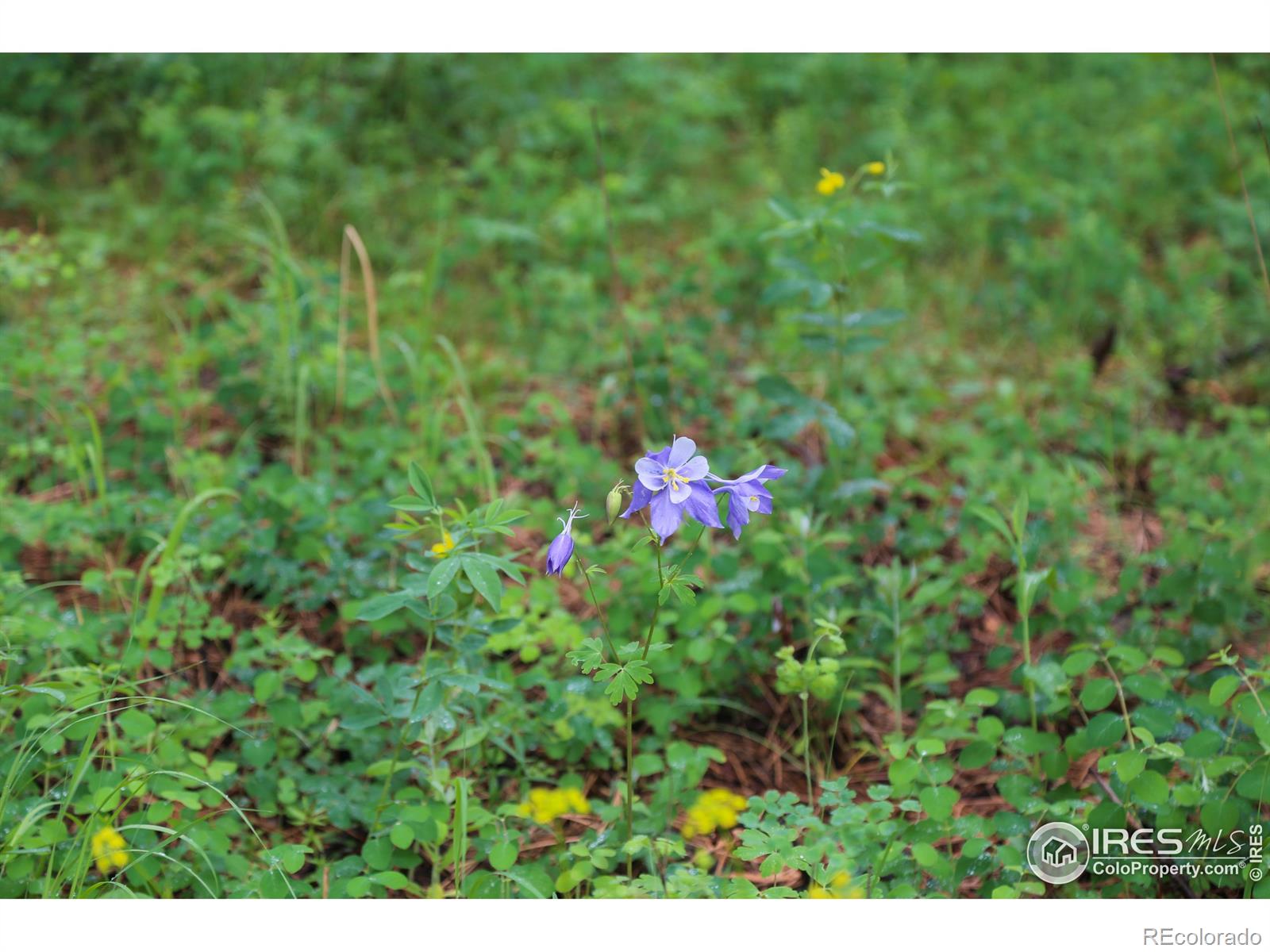 0 Old Flowers Road Bellvue CO 80512