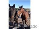 02 E Cherry Creek Road Larkspur CO 80118