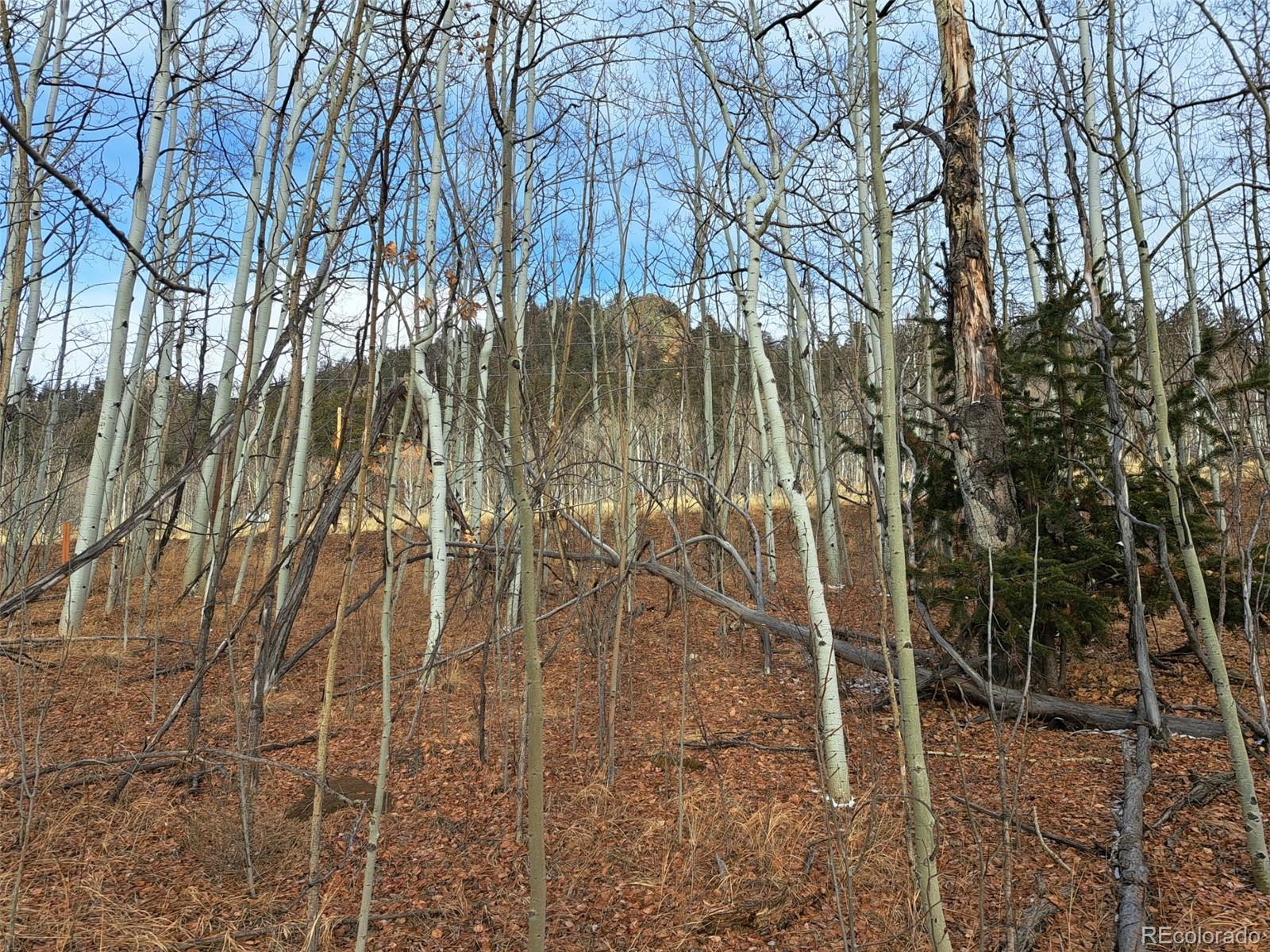 503 Sugar Loaf Lane Jefferson CO 80456