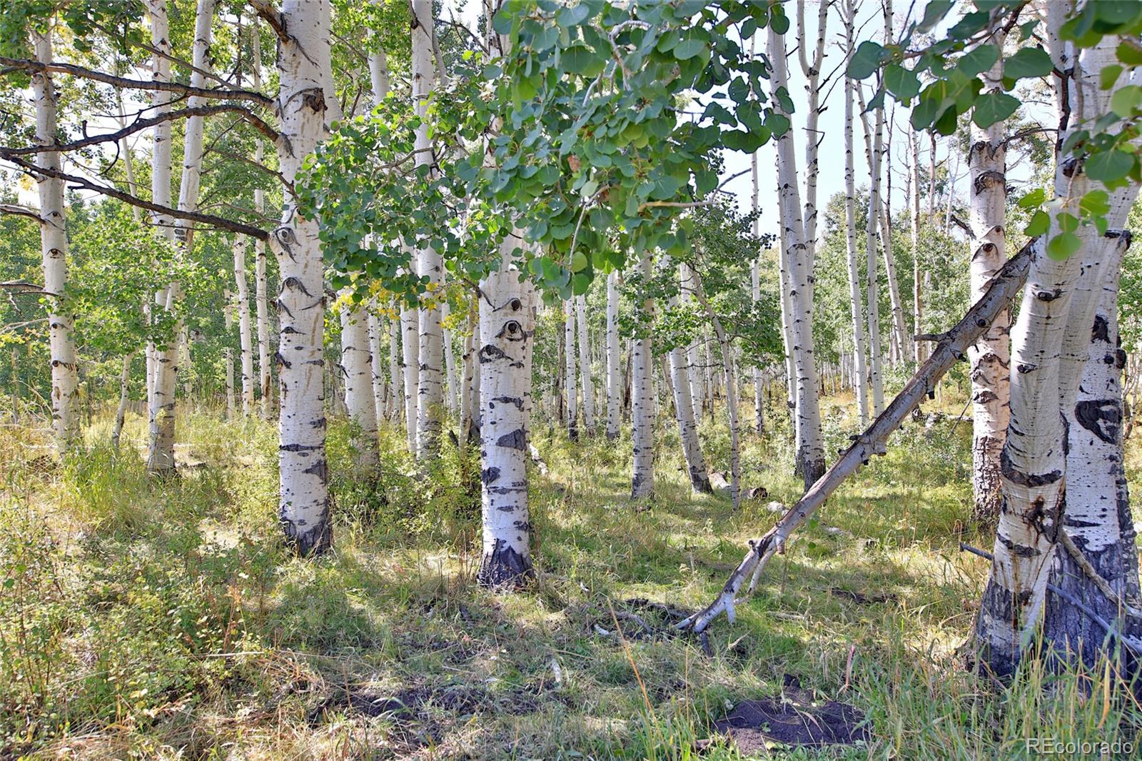 000 Divide Road Whitewater CO 81527