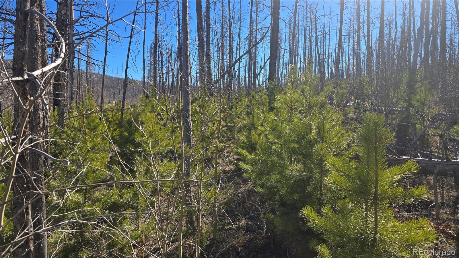 Lot 1470 Von Heyl Lane Fort Garland CO 81133