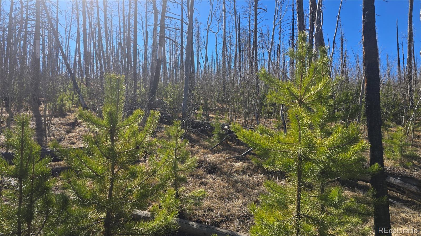 Lot 1470 Von Heyl Lane Fort Garland CO 81133