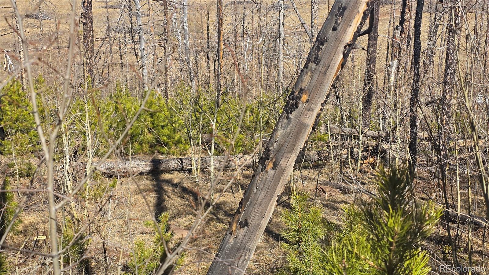 Lot 1470 Von Heyl Lane Fort Garland CO 81133