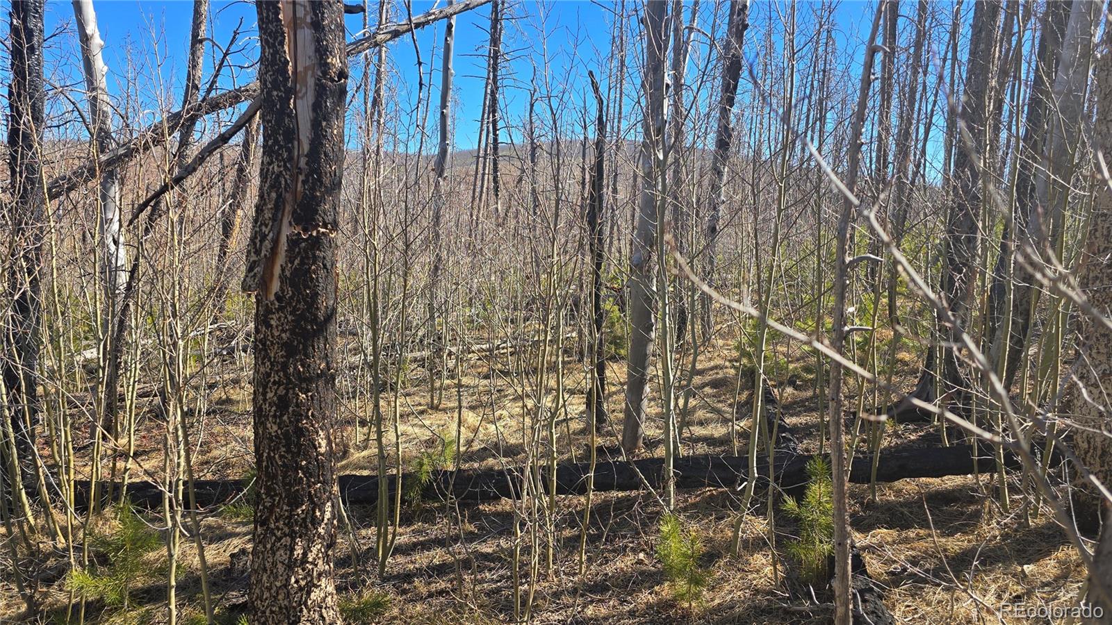 Lot 1470 Von Heyl Lane Fort Garland CO 81133