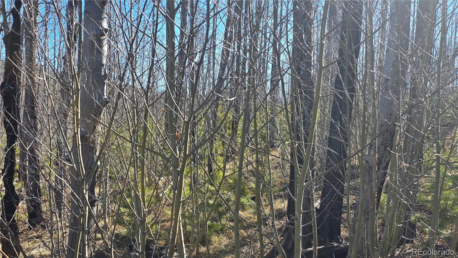 Lot 1470 Von Heyl Lane Fort Garland CO 81133