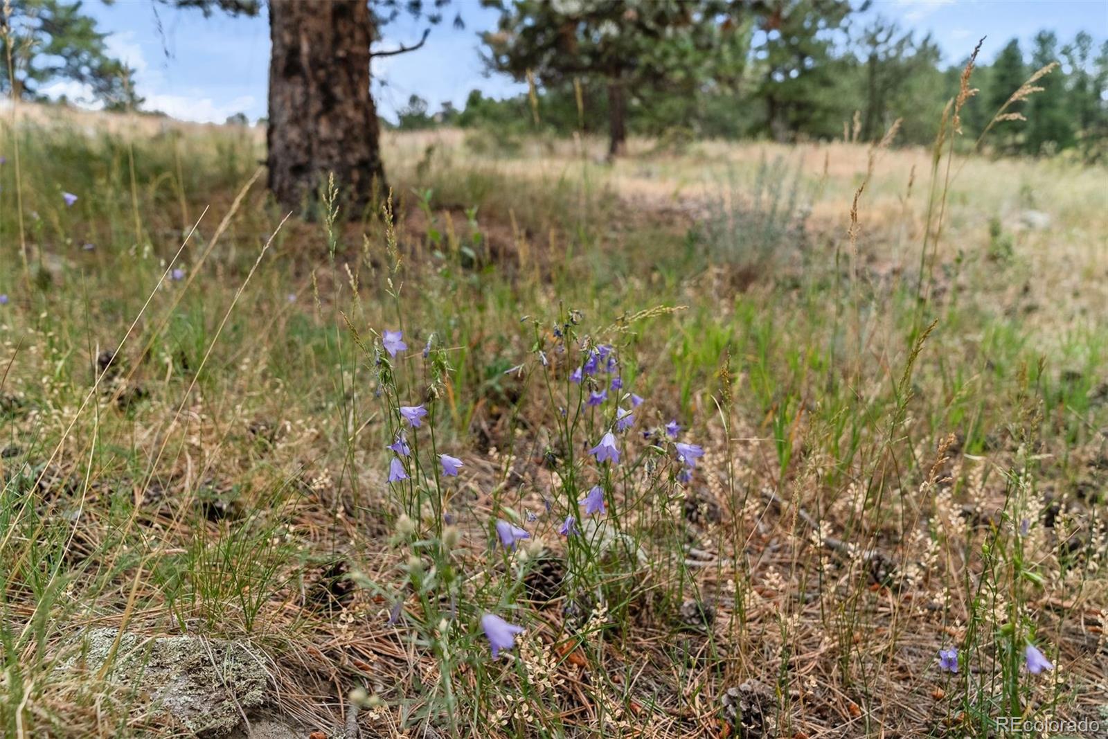 1162 Swede Gulch Road Evergreen CO 80439