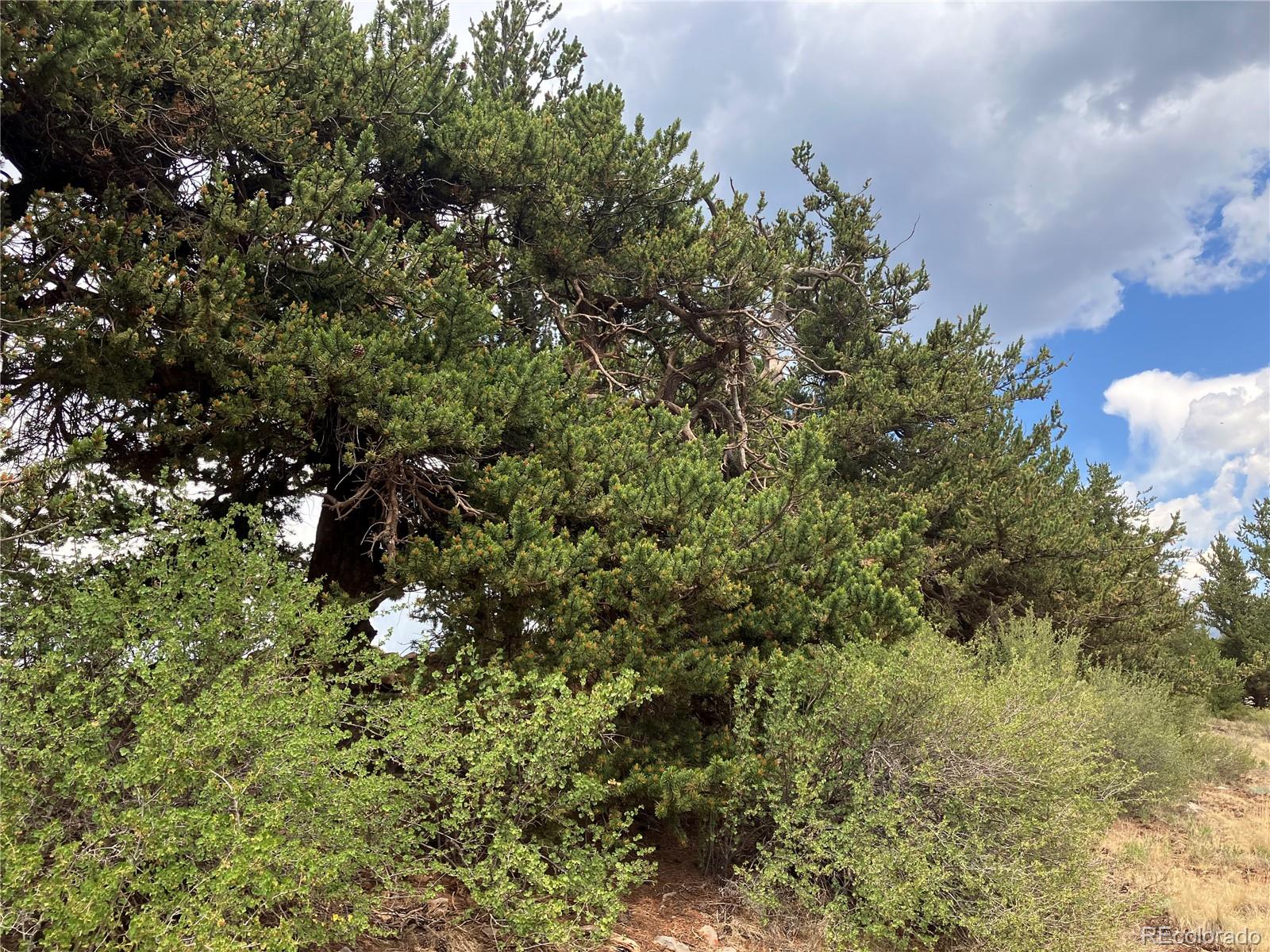 1344 Silverheels Road Fairplay CO 80440