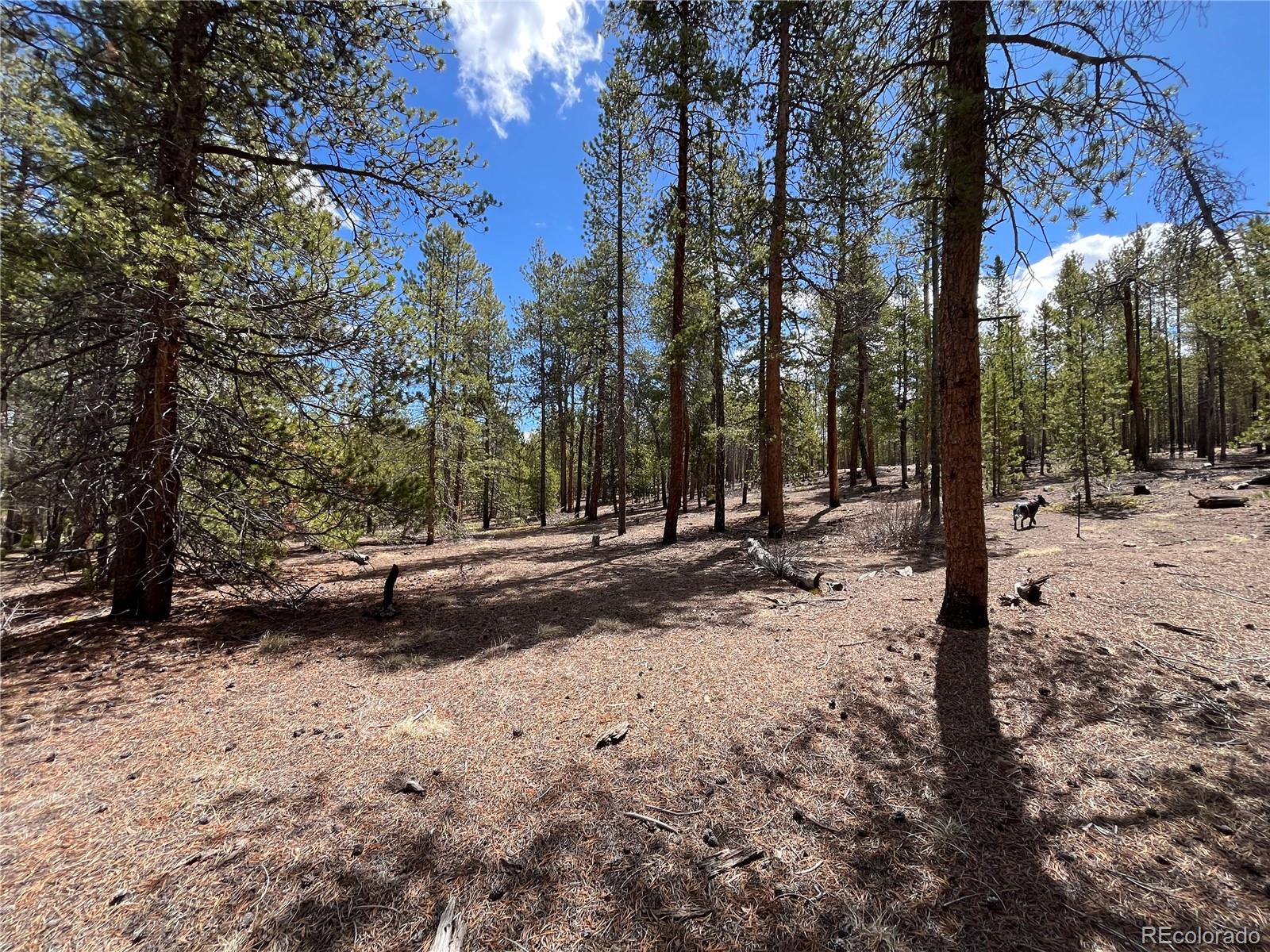 1013 Sequoia Drive Twin Lakes CO 81251
