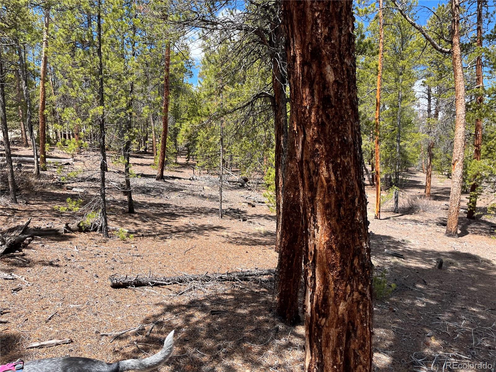 1013 Sequoia Drive Twin Lakes CO 81251