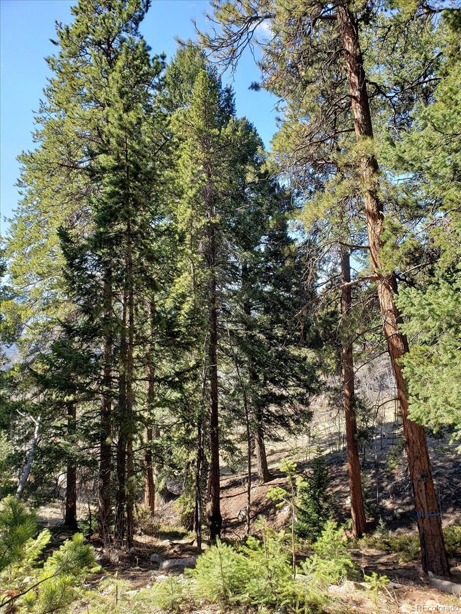 11698 Nichols Way Conifer CO 80433