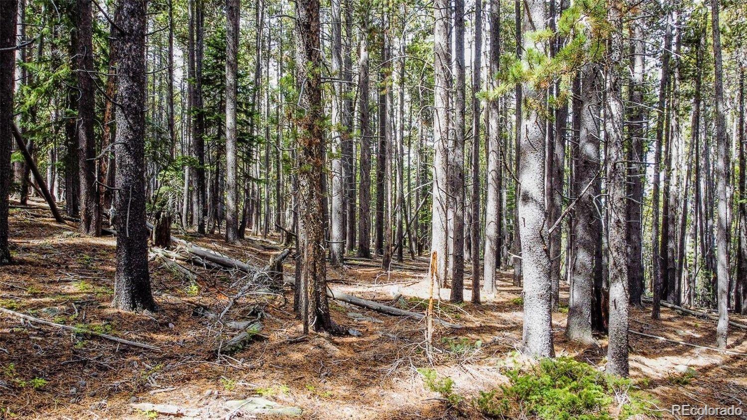 000 Sawmill Lane Idaho Springs CO 80452