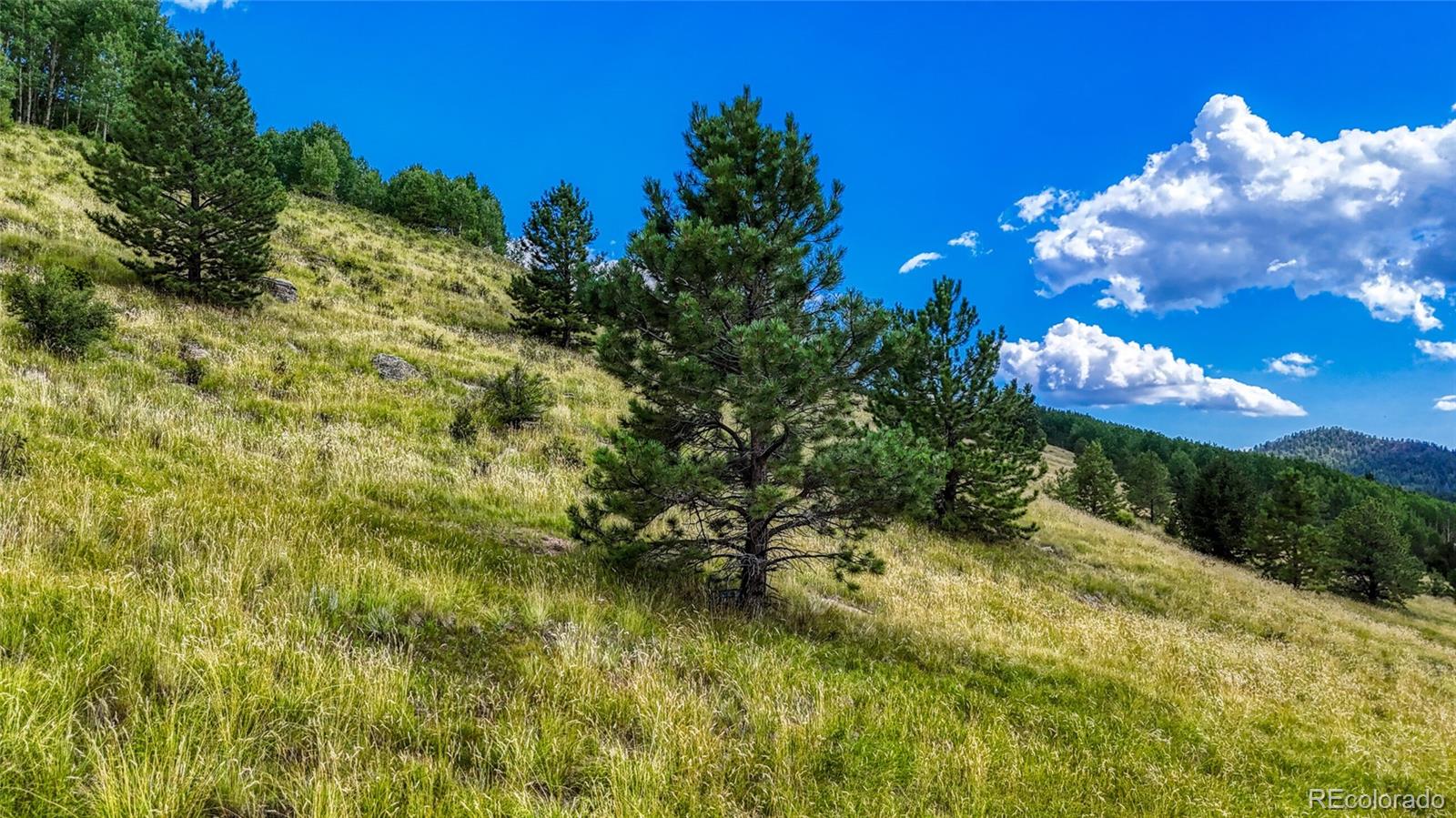 972 Anges Drive Cripple Creek CO 80813
