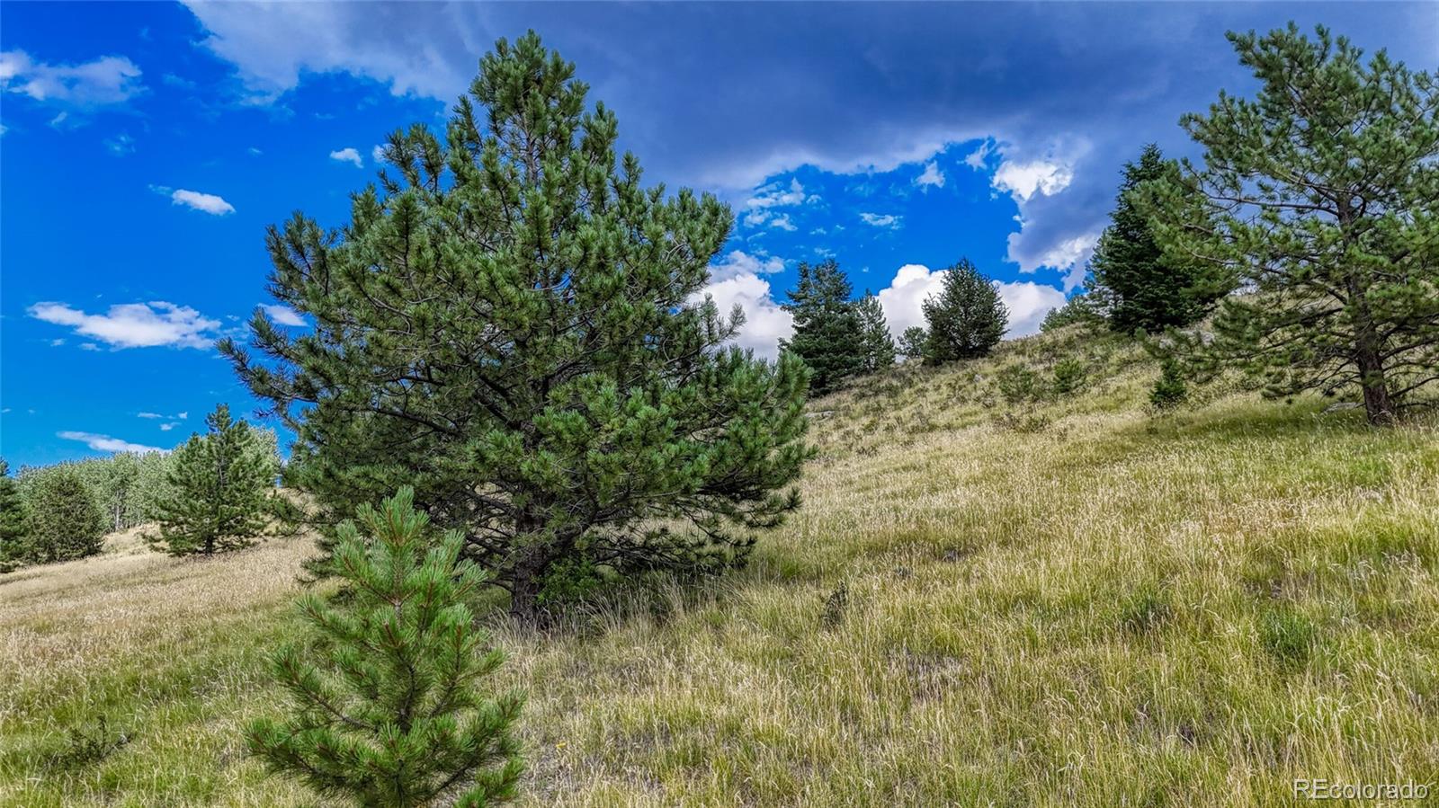 972 Anges Drive Cripple Creek CO 80813
