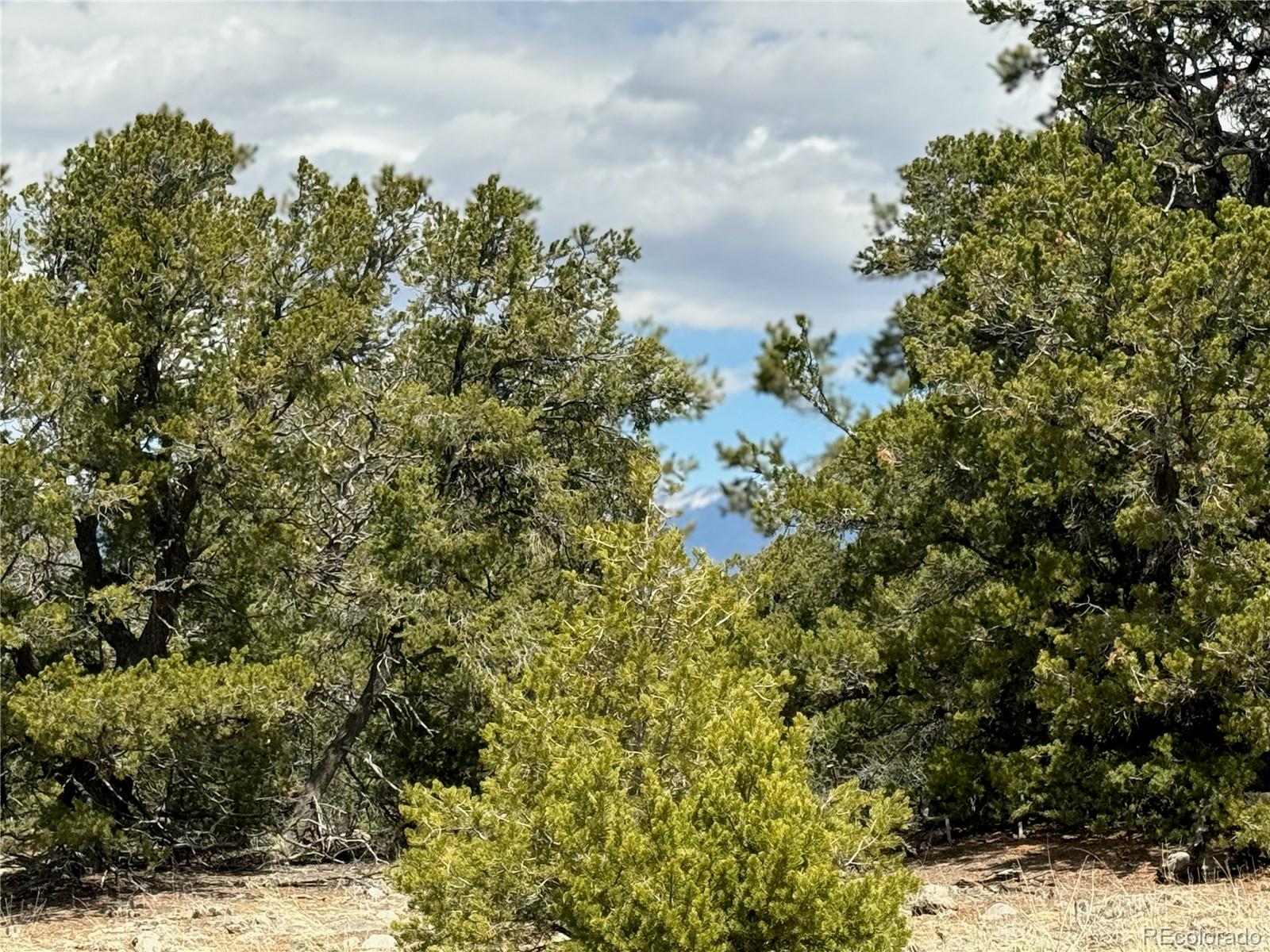 00103 Ute Drive Mosca CO 81146