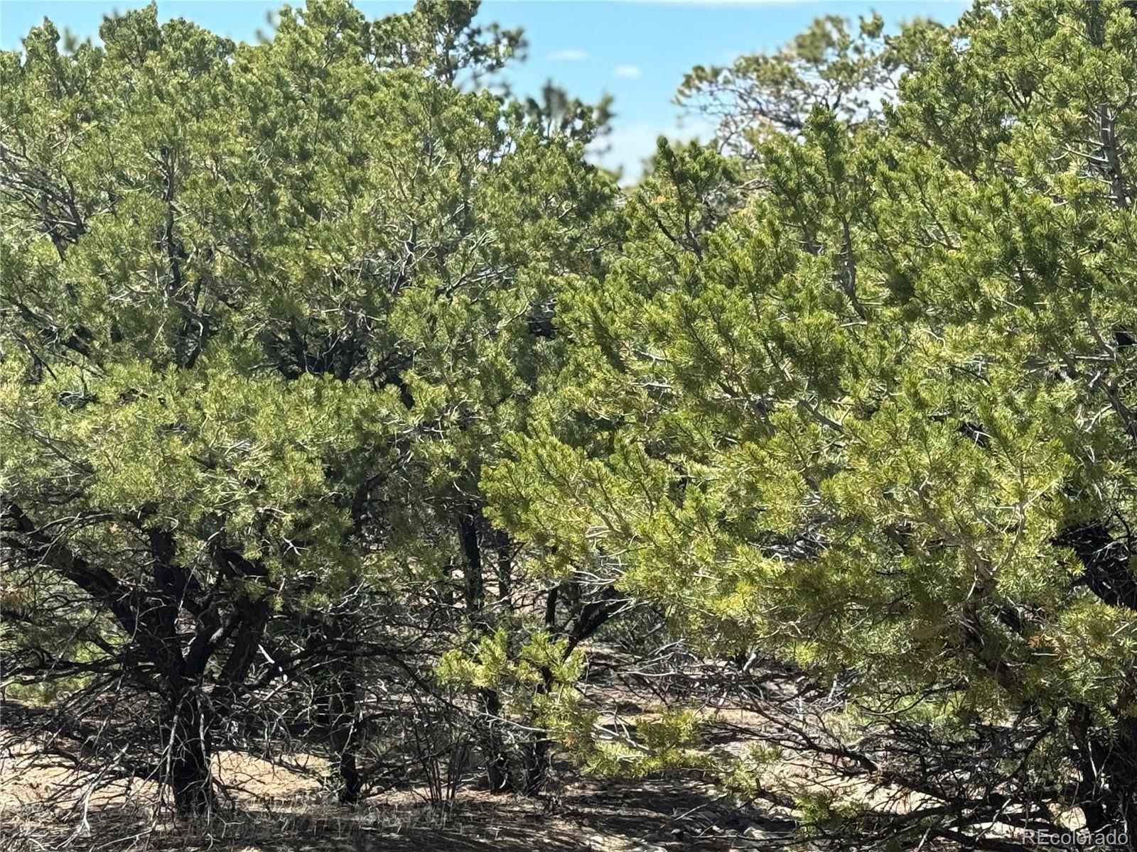 00103 Ute Drive Mosca CO 81146