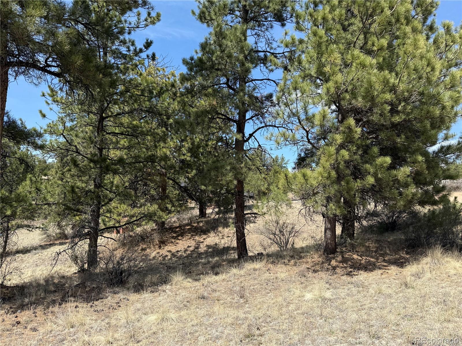 99 Cheyenne Way Florissant CO 80816