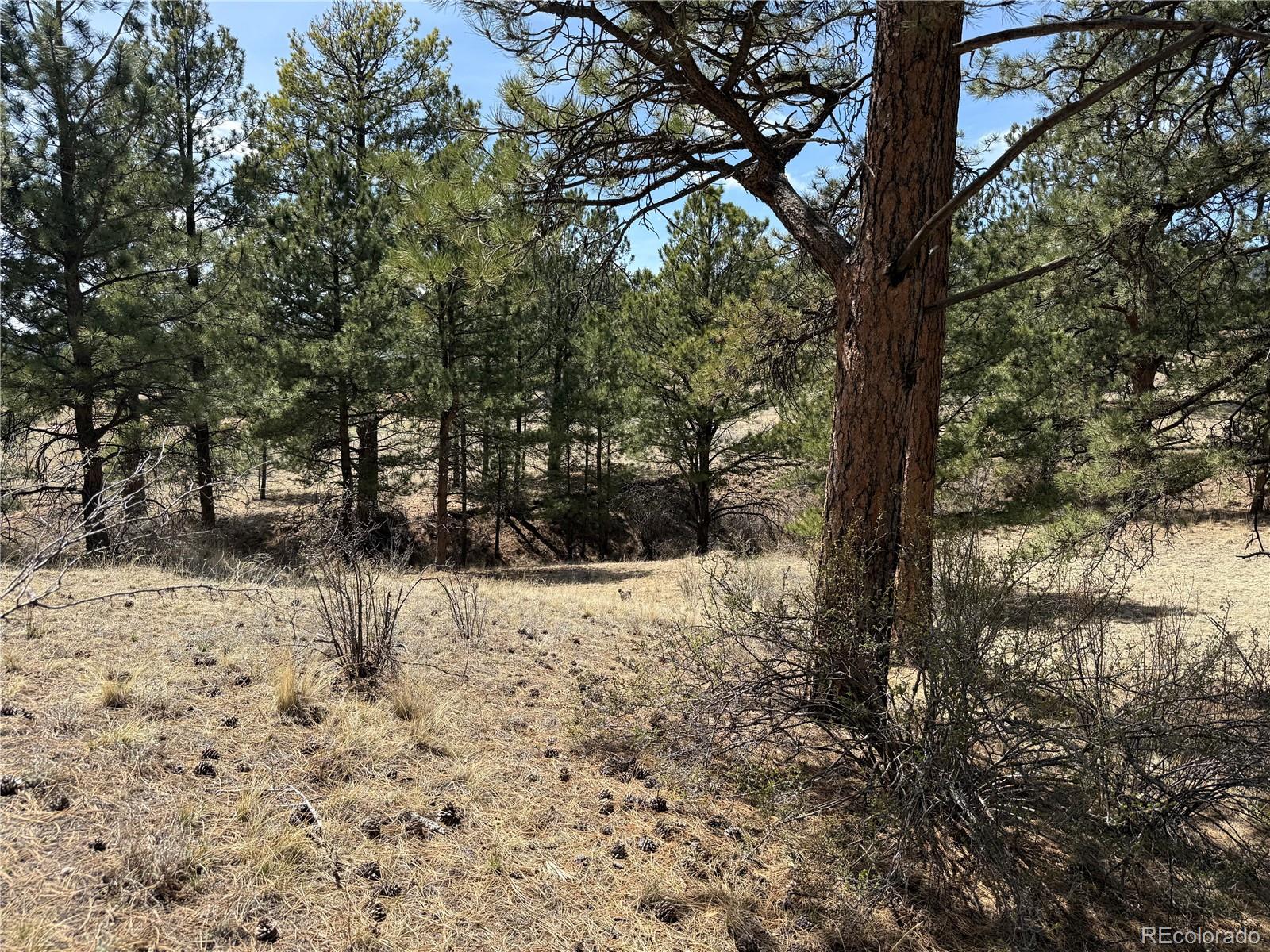 99 Cheyenne Way Florissant CO 80816