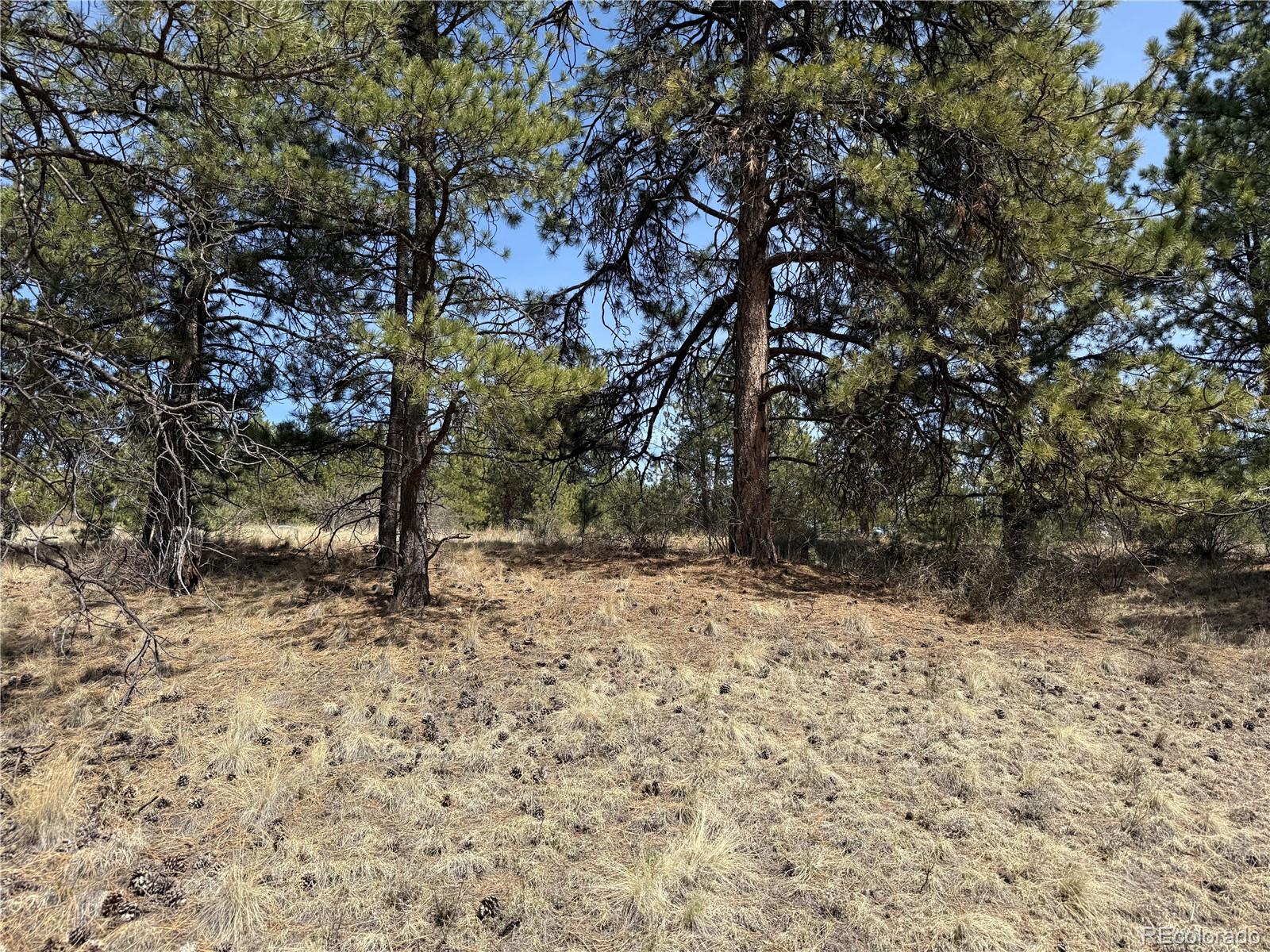99 Cheyenne Way Florissant CO 80816