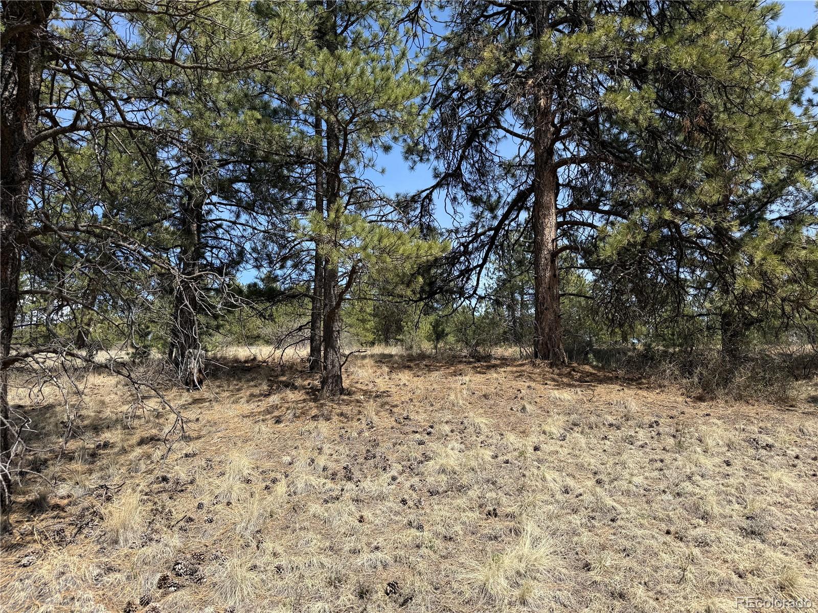99 Cheyenne Way Florissant CO 80816