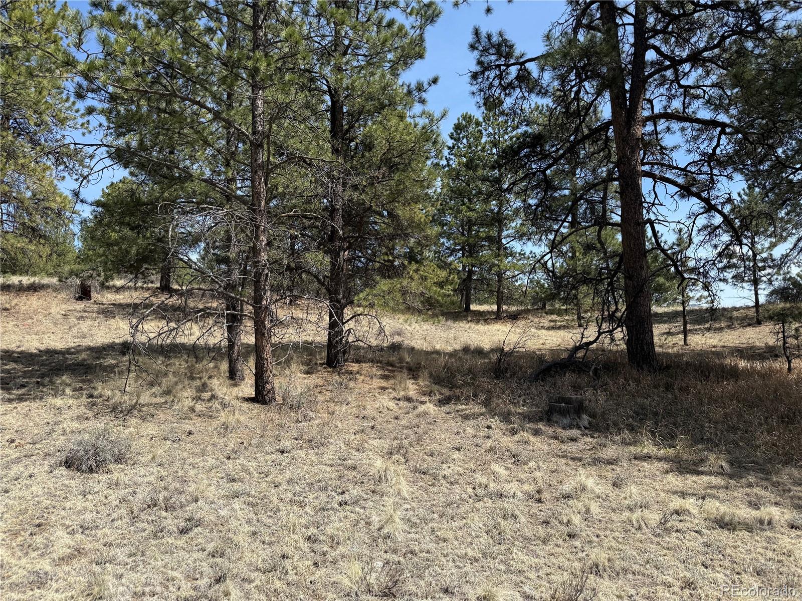 99 Cheyenne Way Florissant CO 80816