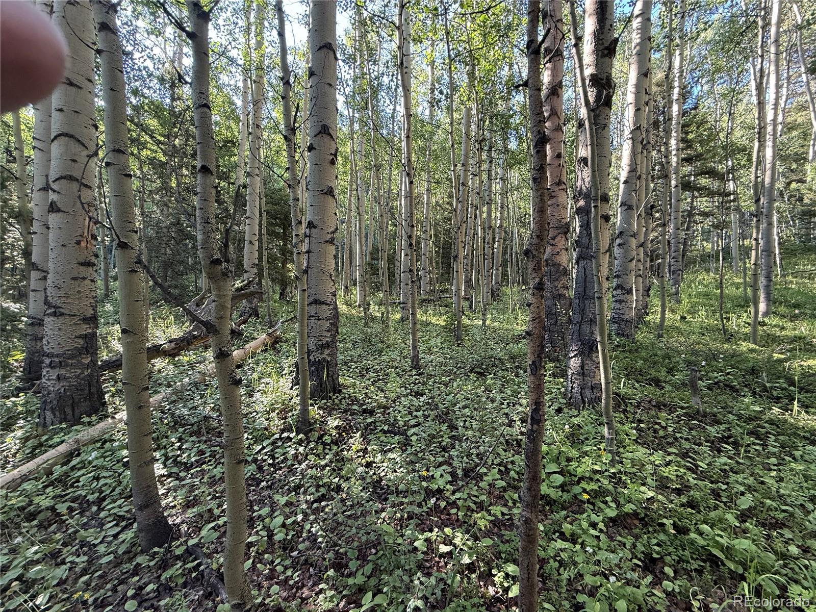 Lot 5331 Hull Road Fort Garland CO 81133