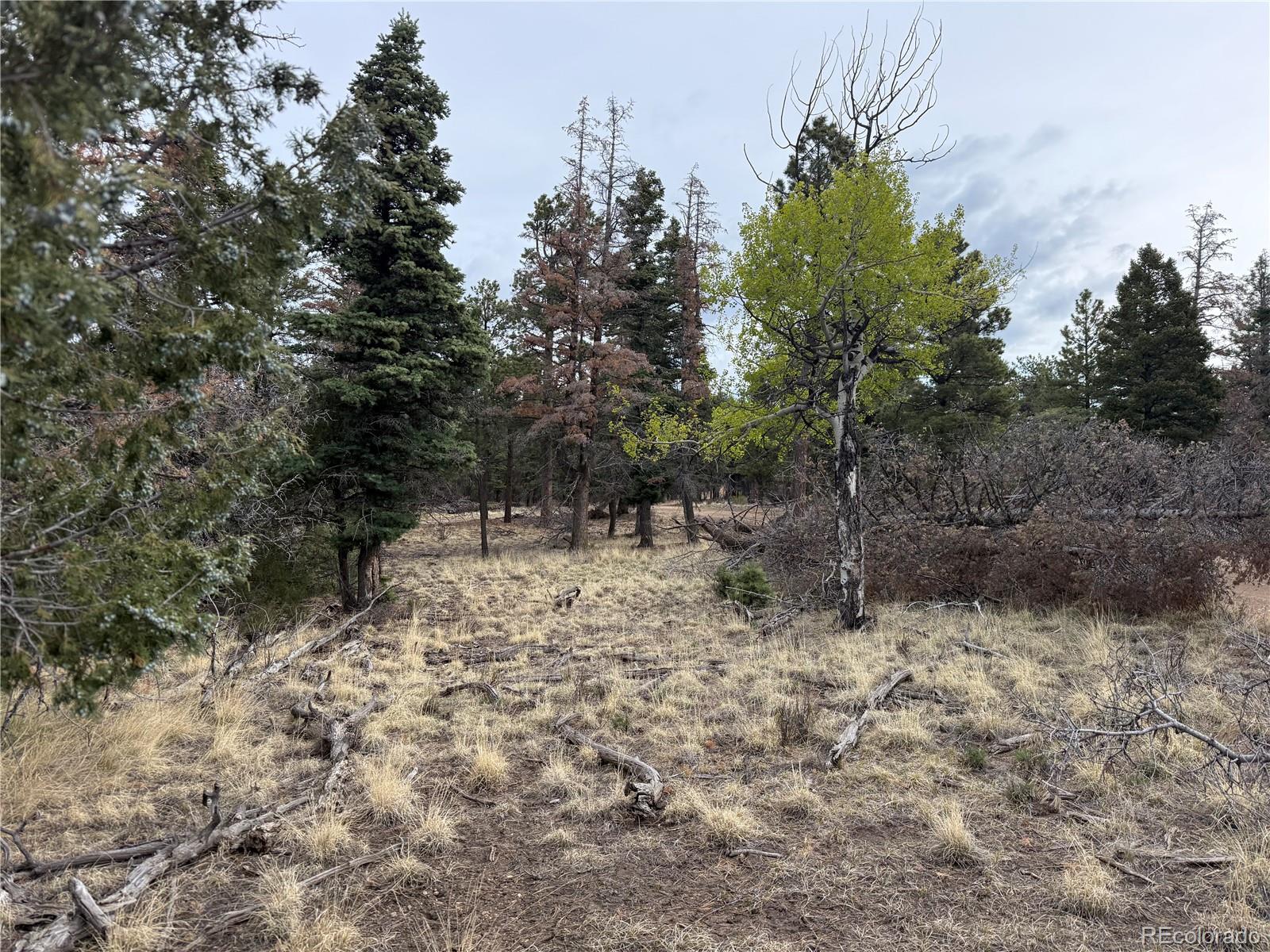 Lot 154 Tahmoush Lane Fort Garland CO 81133