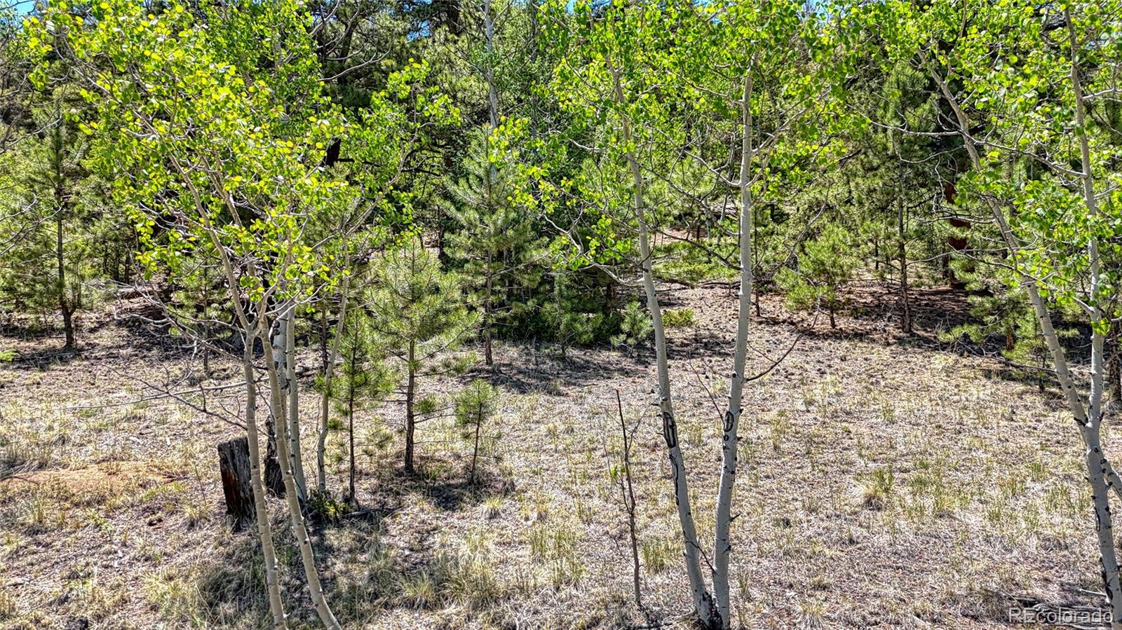 2338 Fitzsimmons Road Hartsel CO 80449