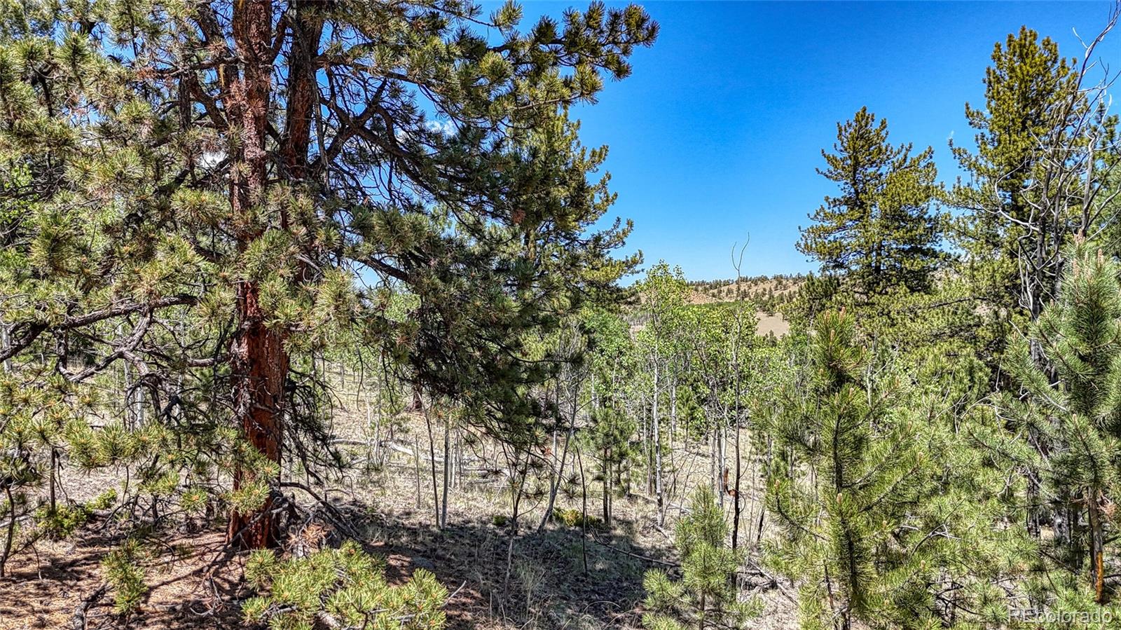 2338 Fitzsimmons Road Hartsel CO 80449
