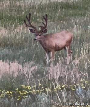 Tbd S State Highway 83 - 140 Acres Franktown CO 80116