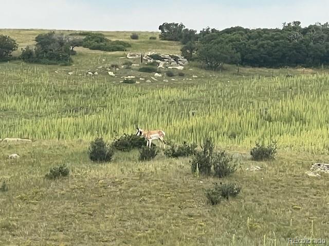 Tbd S State Highway 83 - 140 Acres Franktown CO 80116