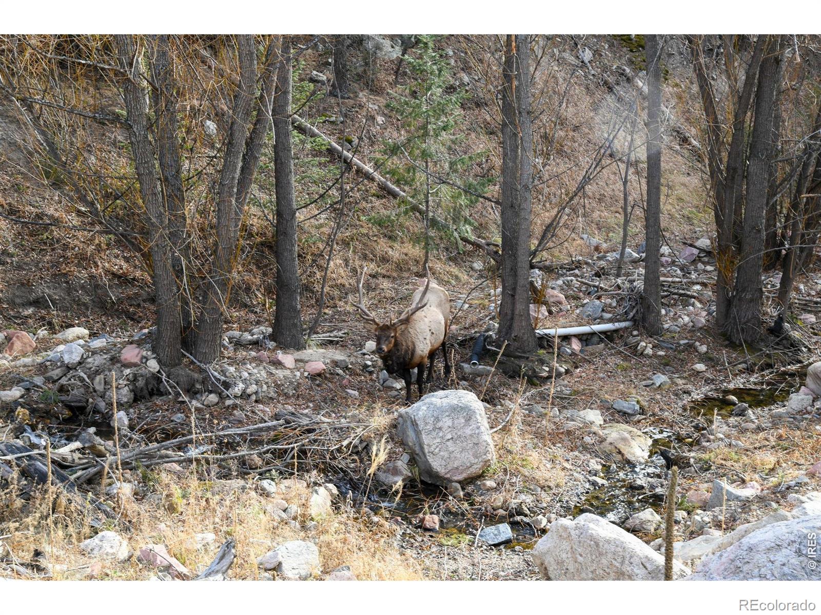 416 Black Creek Drive Glen Haven CO 80532
