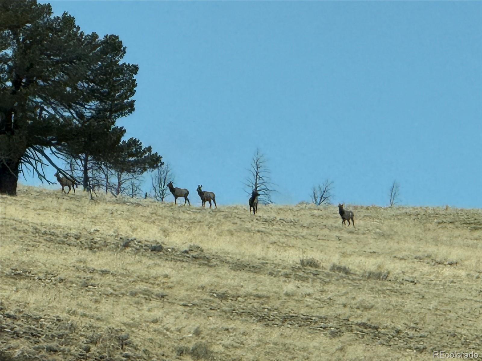 Lot 2415 Petito Drive Fort Garland CO 81133