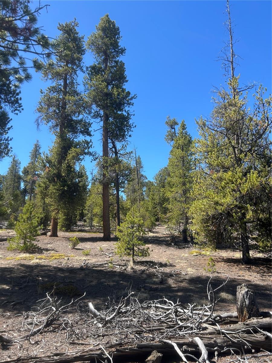 266 Ponderosa Drive Leadville CO 80461