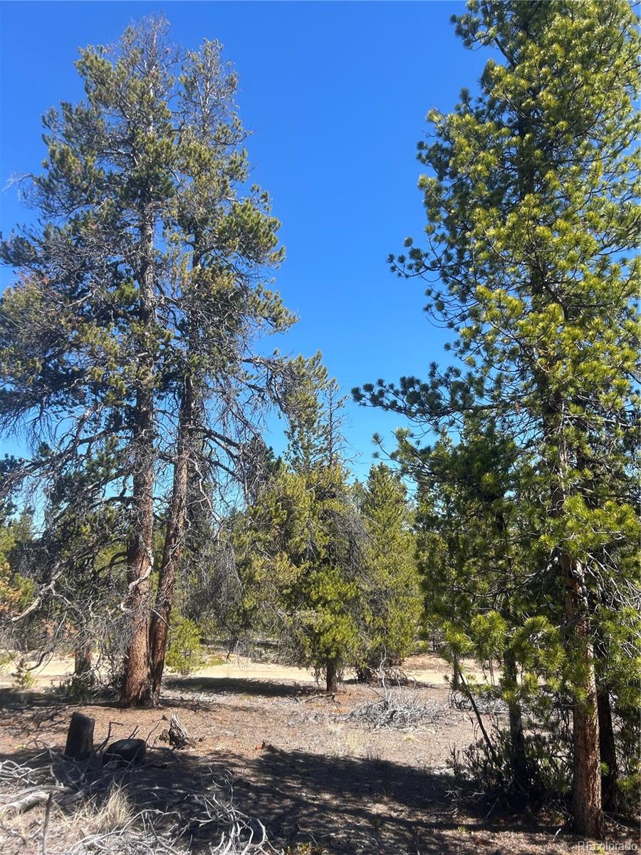 266 Ponderosa Drive Leadville CO 80461