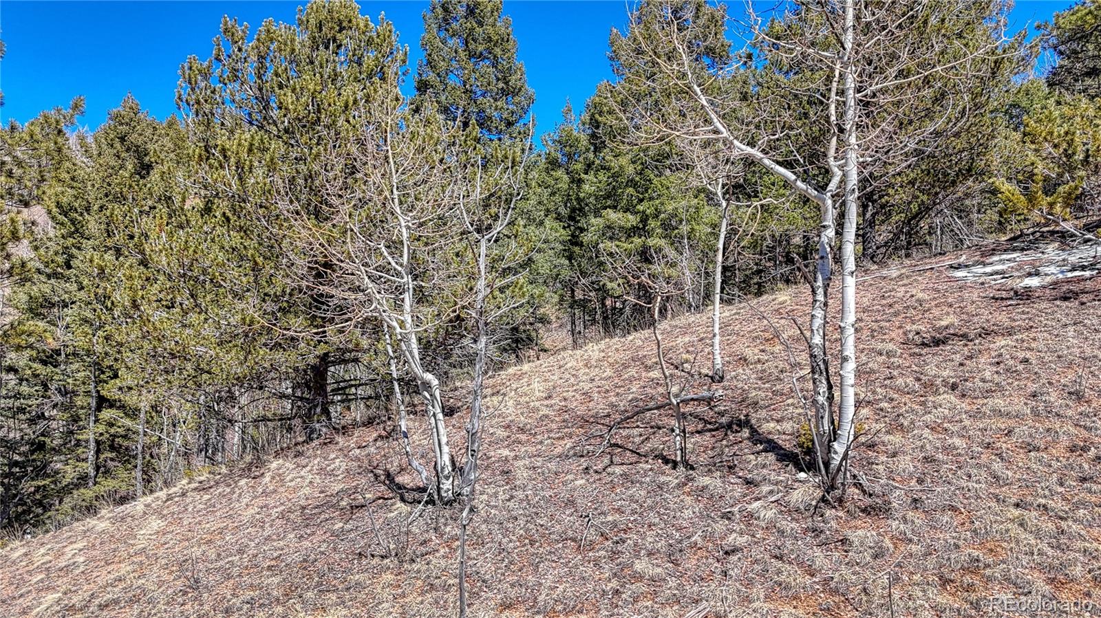 513 Last Dollar Drive Cripple Creek CO 80813