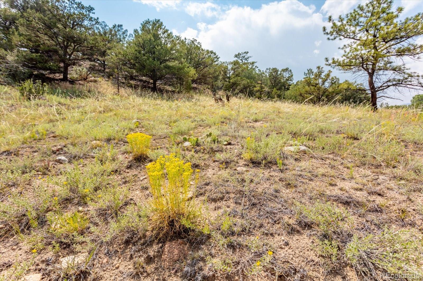 7921 Cozart Lane Salida CO 81201