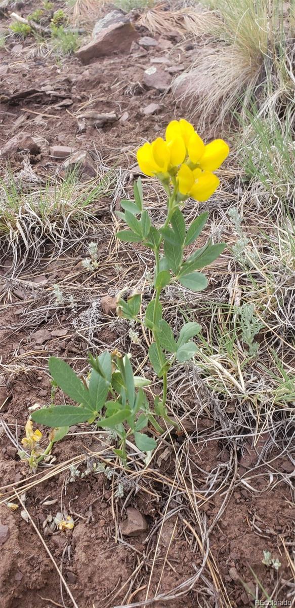 3682 Powers Road Fort Garland CO 81133