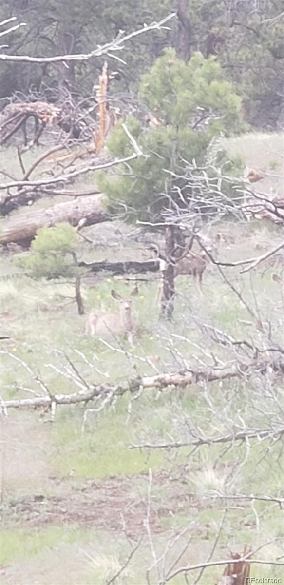 3682 Powers Road Fort Garland CO 81133