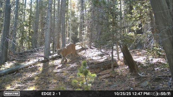 Lot 3427 Grojean Drive Fort Garland CO 81133