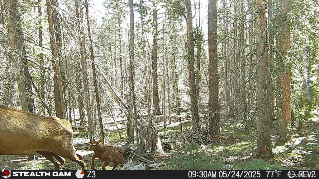 Lot 3427 Grojean Drive Fort Garland CO 81133