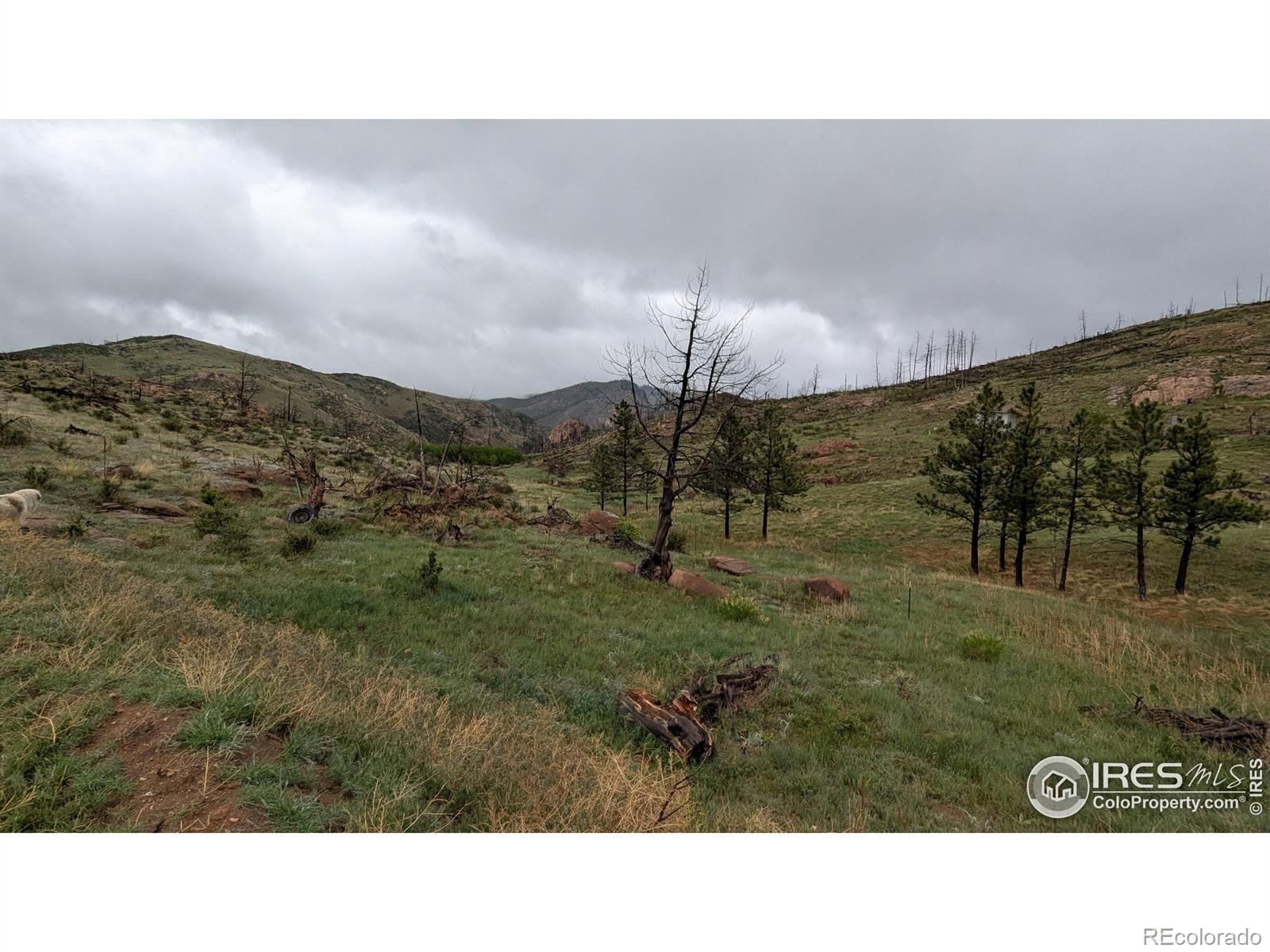 42 Smokey Mountain Court Livermore CO 80536