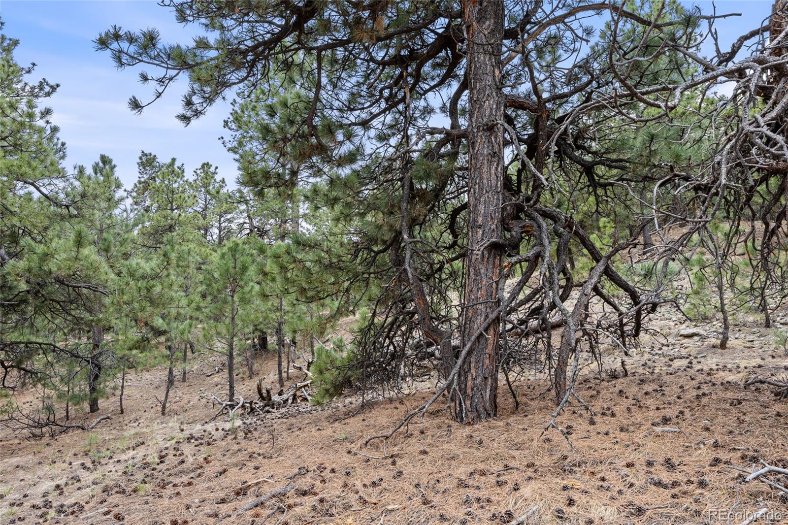 8653 N Teacup Road Elbert CO 80106