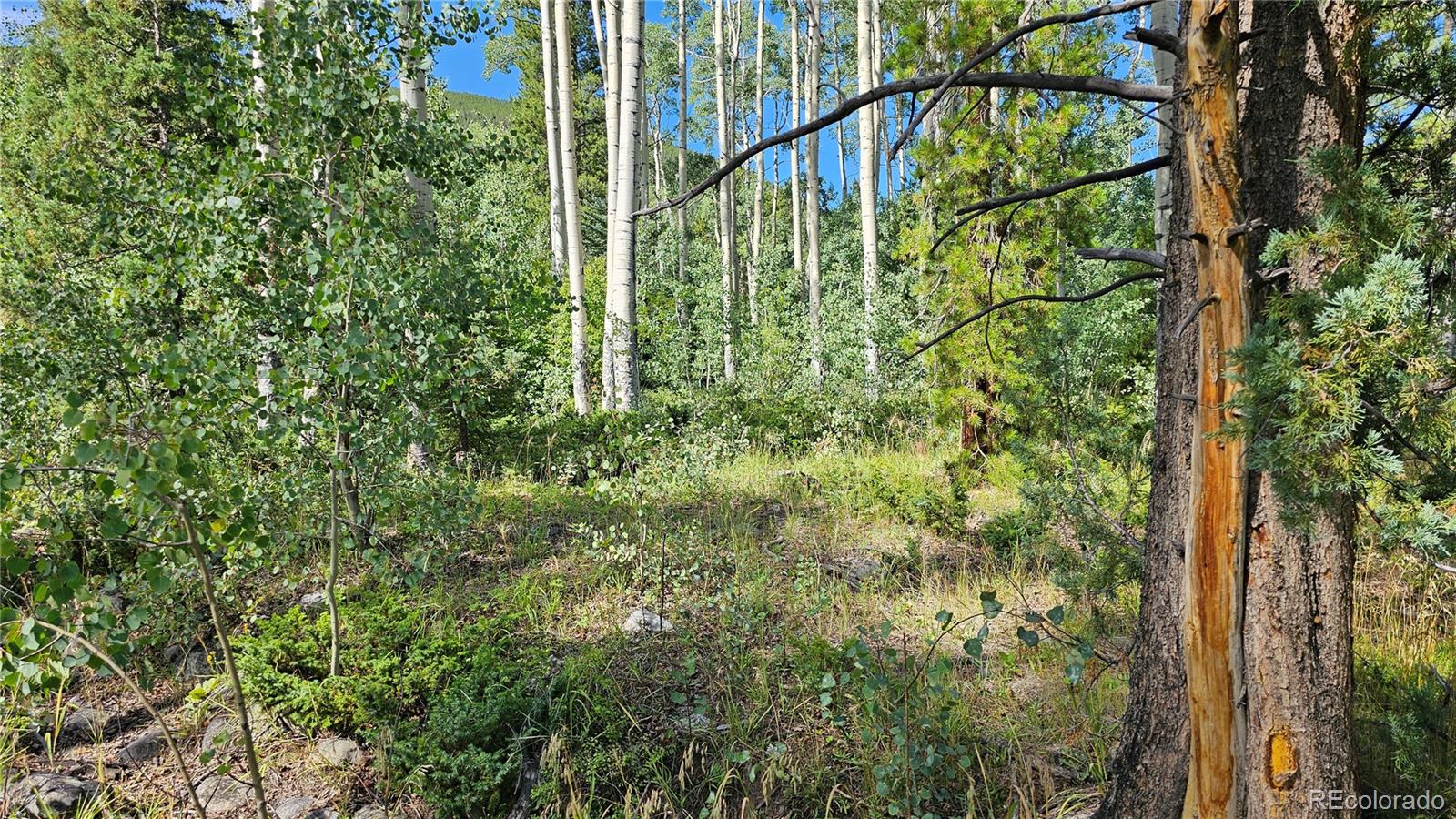 19039 Monarch River Drive Salida CO 81201