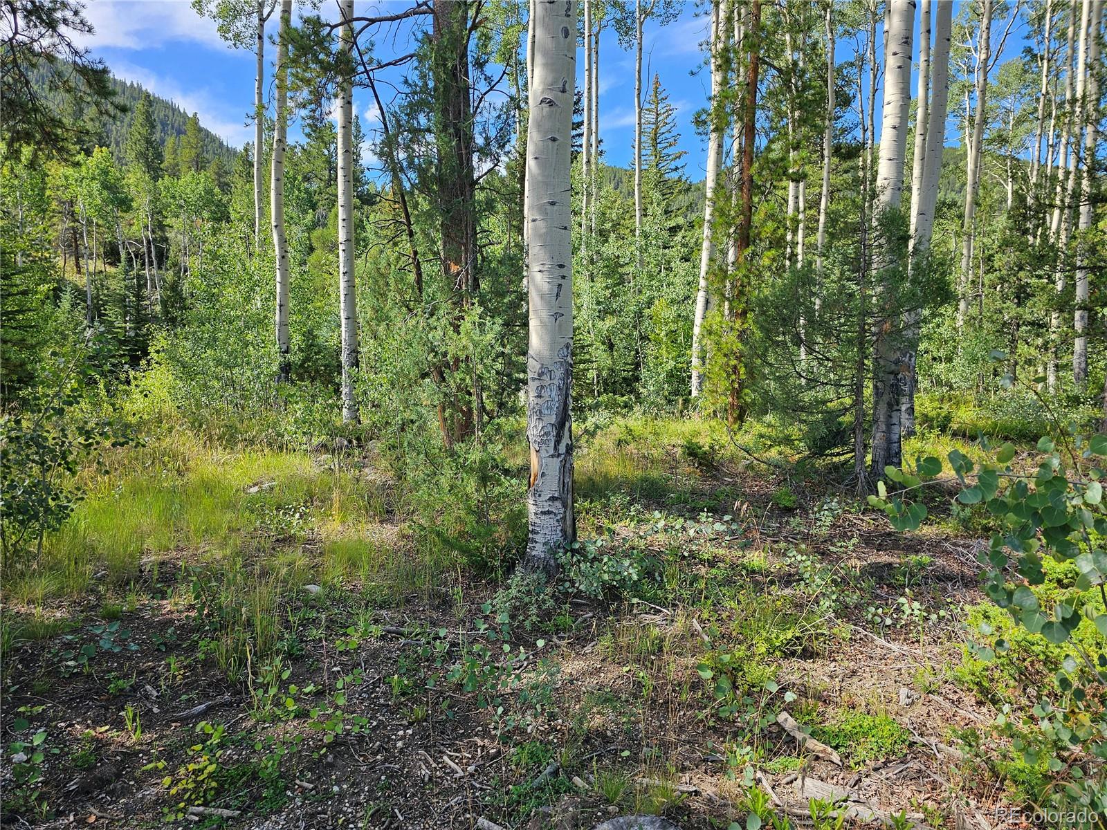 19039 Monarch River Drive Salida CO 81201