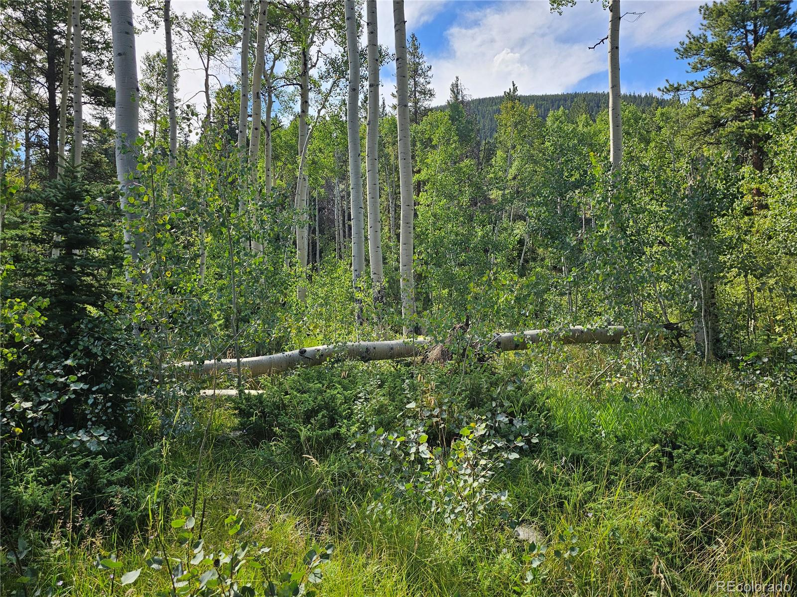 19039 Monarch River Drive Salida CO 81201