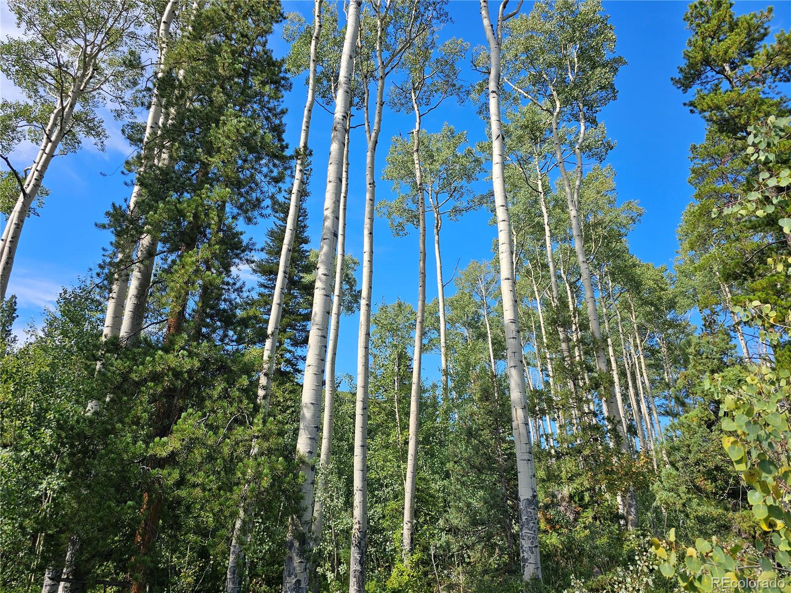 19039 Monarch River Drive Salida CO 81201