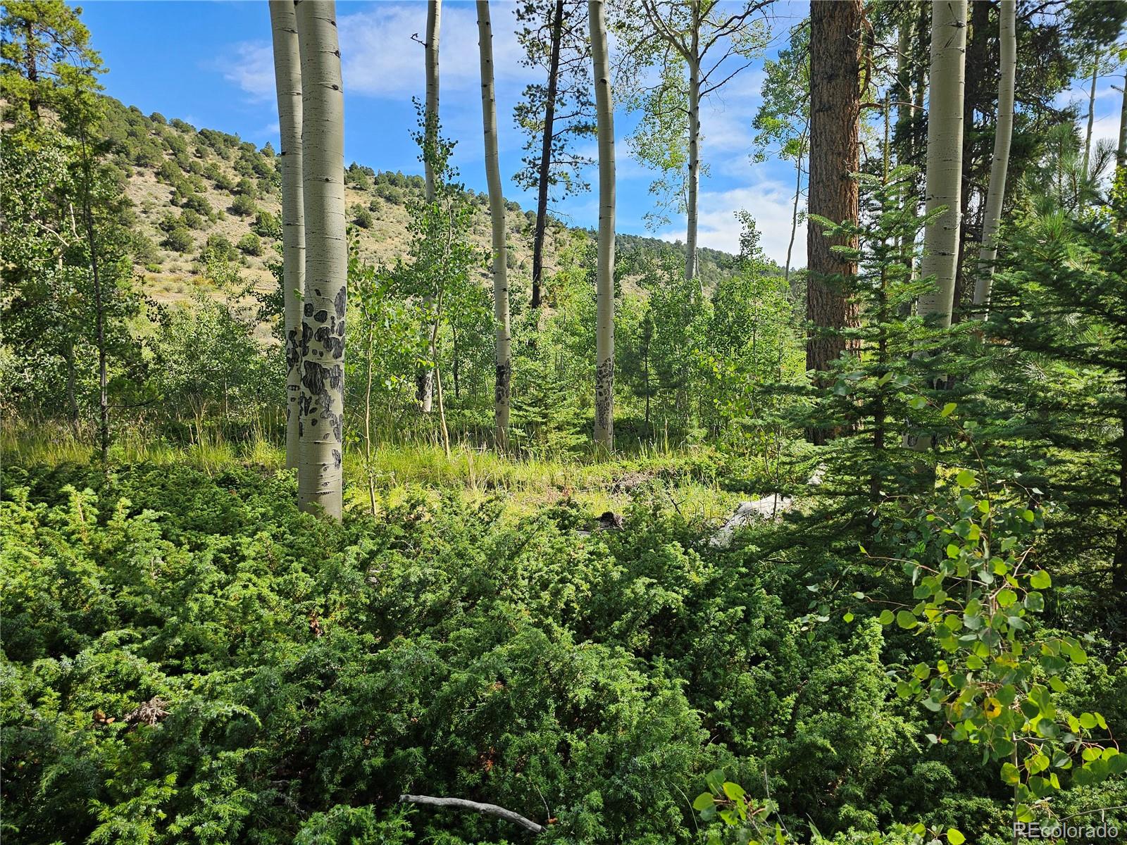 19039 Monarch River Drive Salida CO 81201