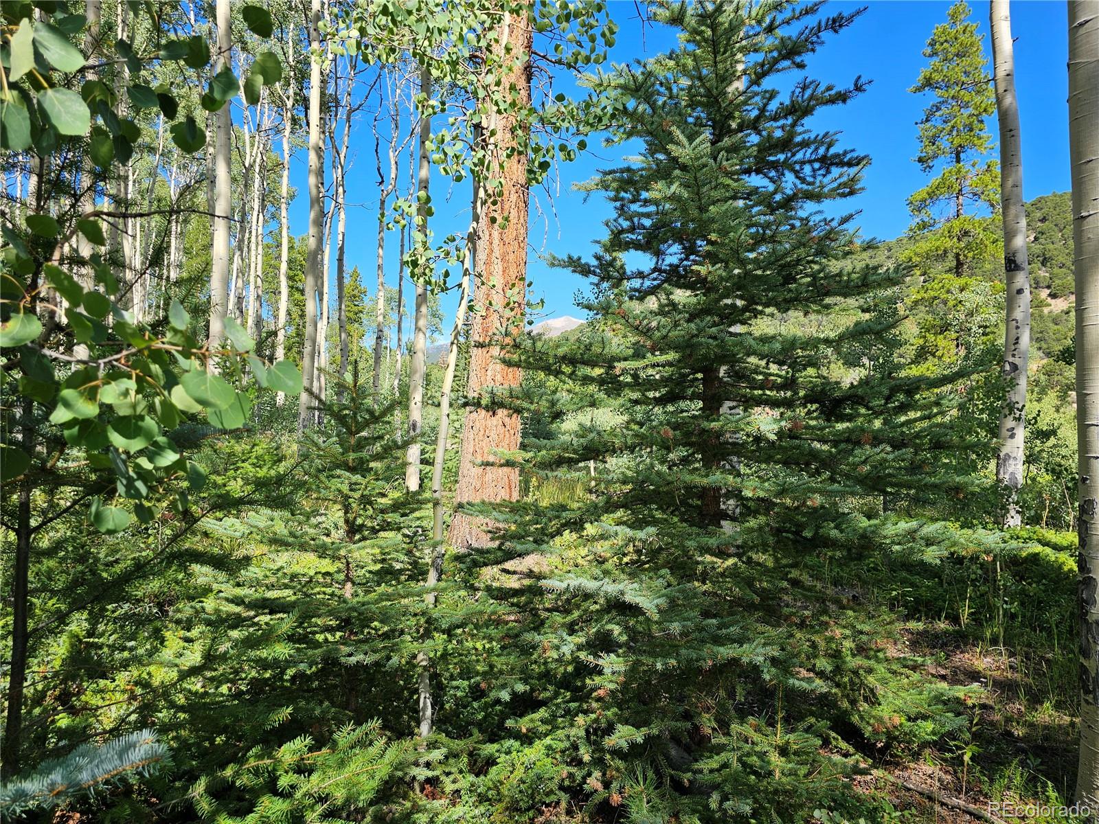 19039 Monarch River Drive Salida CO 81201