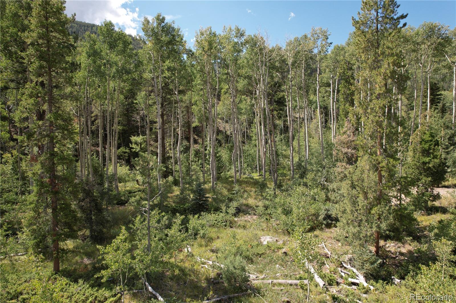 19039 Monarch River Drive Salida CO 81201