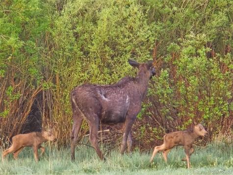 227 Moore Street Bailey CO 80421